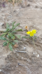 Goodenia pusilliflora