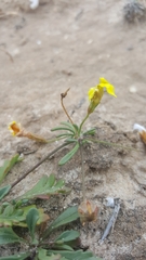 Goodenia pusilliflora