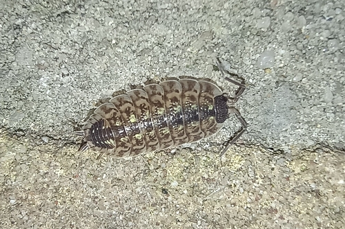 Brickwork Woodlouse, 9351 JW Leek, Netherlands, photo 10 of 10