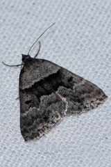 Dichromodes mesodonta