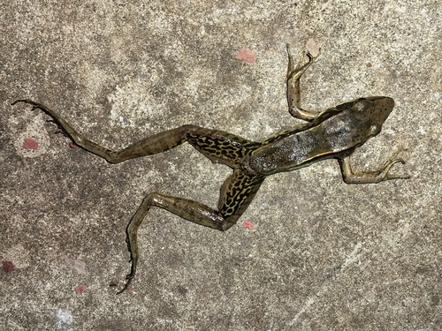 Guenther's Frog