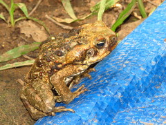 Rhinella marina