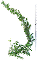 Asparagus densiflorus