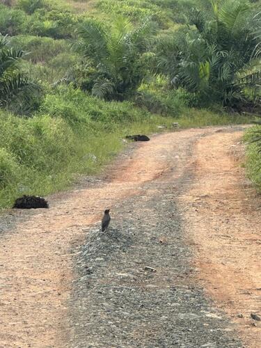 Acridotheres javanicus