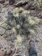 Cylindropuntia molesta molesta