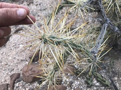 Cylindropuntia molesta molesta