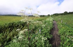 Angelica pubescens