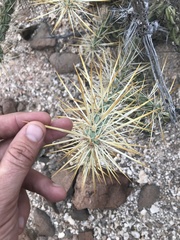 Cylindropuntia molesta molesta
