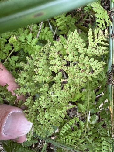 Athyrium atkinsonii observed 2025-08-27