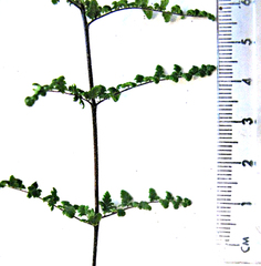 Cheilanthes parviloba