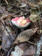 Russula bicolor