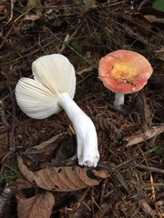 Russula bicolor