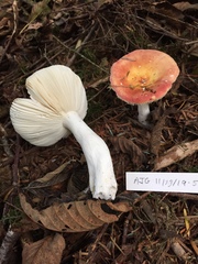 Russula bicolor