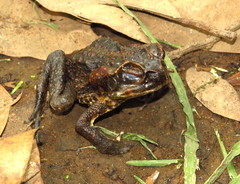 Rhinella marina