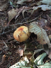 Russula bicolor