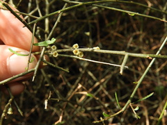 Melicytus flexuosus