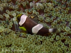 Amphiprion polymnus