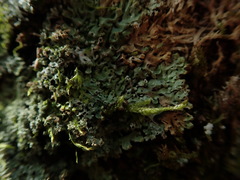 Menegazzia nothofagi