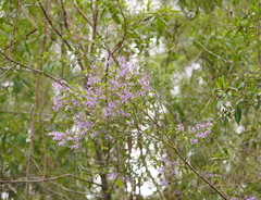 Prostanthera melissifolia