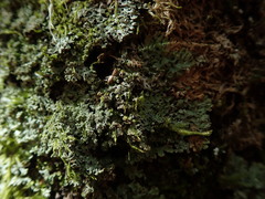 Menegazzia nothofagi