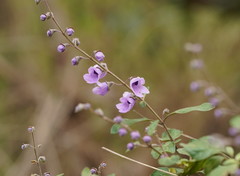 Prostanthera melissifolia