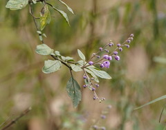 Prostanthera melissifolia