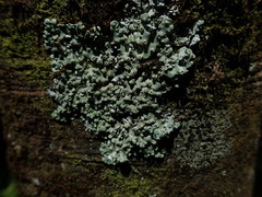 Menegazzia neozelandica