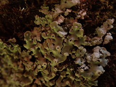 Menegazzia neozelandica