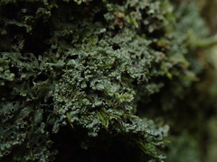 Menegazzia nothofagi