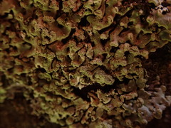 Menegazzia neozelandica