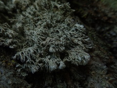 Lecanactis mollis