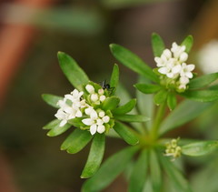 Asperula euryphylla