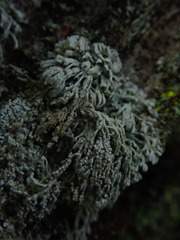 Lecanactis mollis