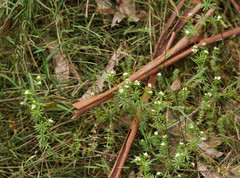Asperula euryphylla