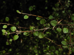 Teucrium parvifolium