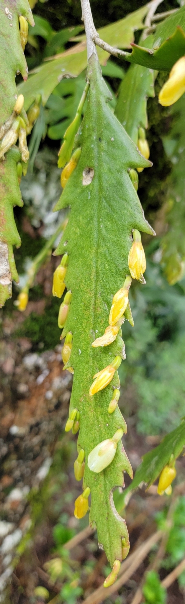Lepismium houlletianum