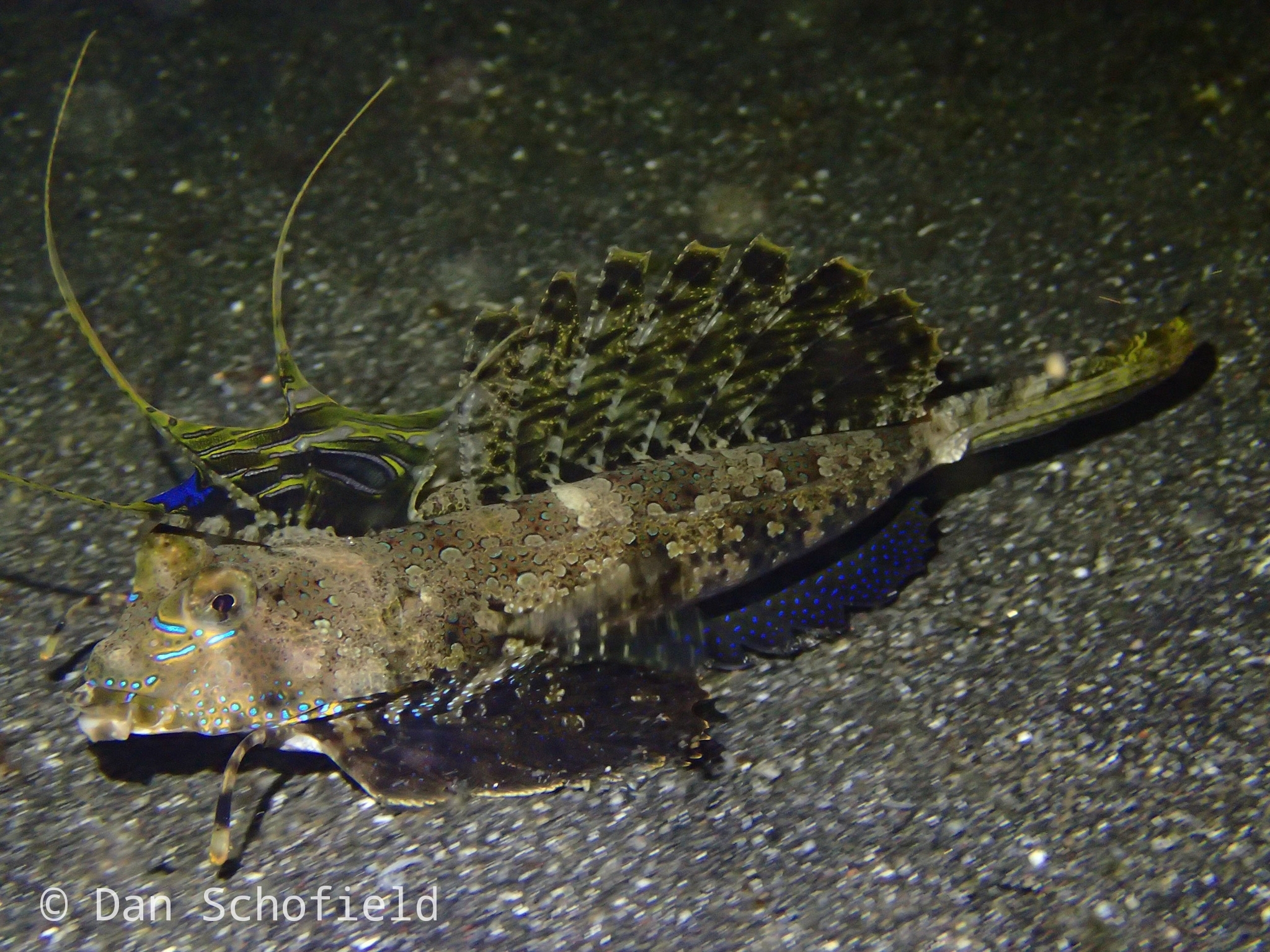 指鰭䲗(指腳沙鰍) Dactylopus dactylopus