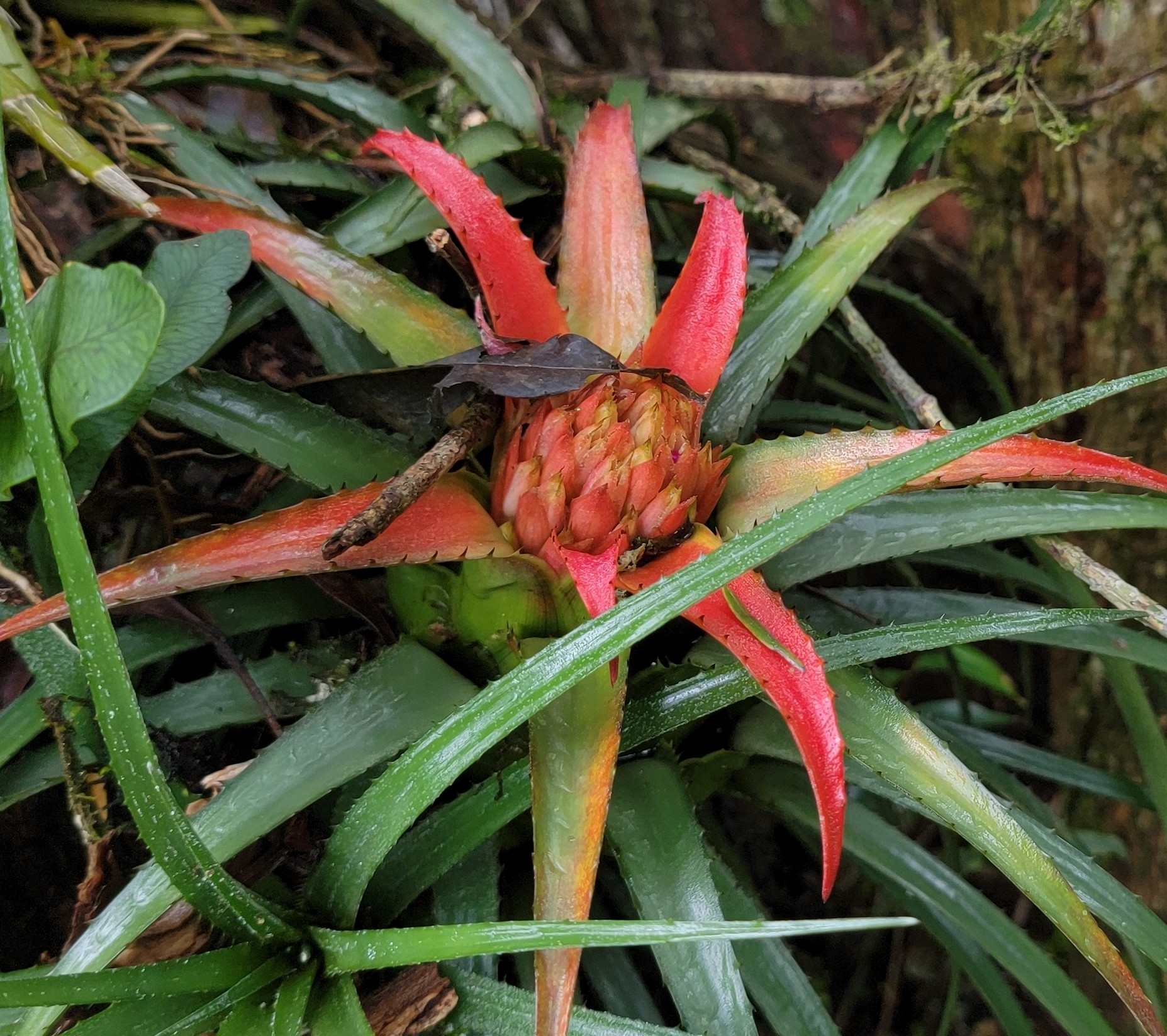 Aechmea recurvata