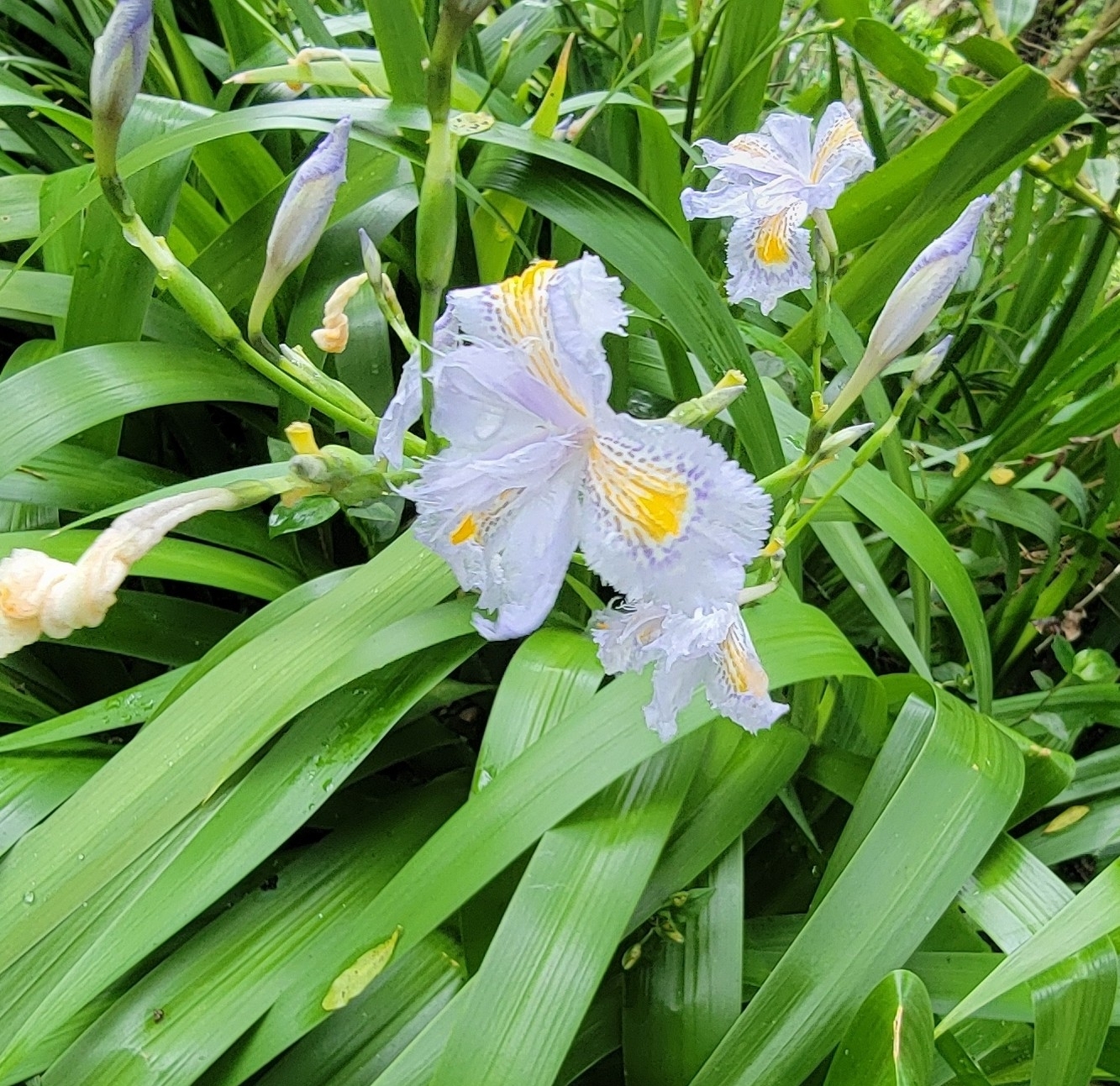 Iris japonica