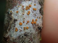 Caloplaca subpyracea