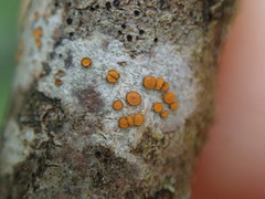 Caloplaca subpyracea