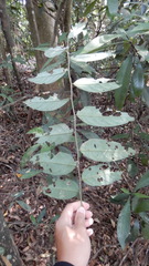 Glochidion acuminatum