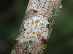 Caloplaca subpyracea