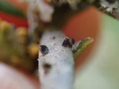 Calopadia subcoerulescens