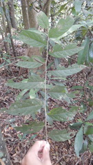 Glochidion acuminatum