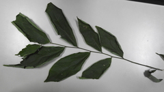 Glochidion acuminatum