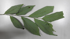 Glochidion acuminatum