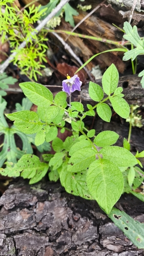 Solanum stoloniferum, photograph 6