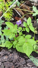 Solanum stoloniferum, photograph (c) Favian Flores Medina, some rights reserved (CC BY)