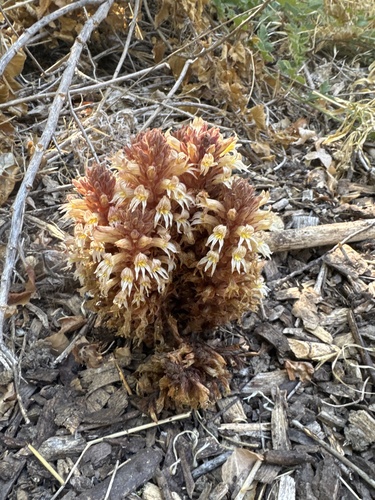Hillside broomrape (Aphyllon vallicola)